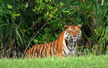 Sundarbans  Weekend Tour Package