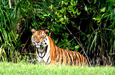 Sundarbans Wildlife 