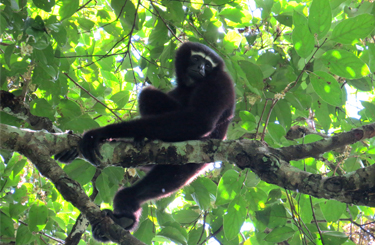 Bangladesh Wildlife Tour Package