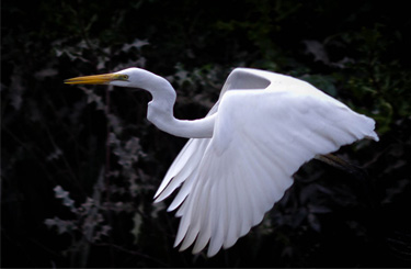 Bird Watching Bangladesh