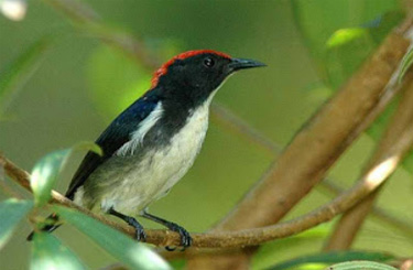 Bird Watching Tour Bangladesh