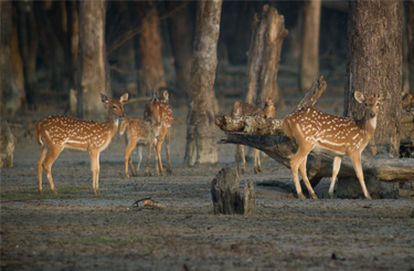 Sundarbans Weekend Tour Package