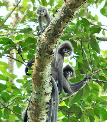 Bangladesh Wildlife Tour