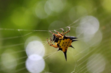 Spider Lawachara