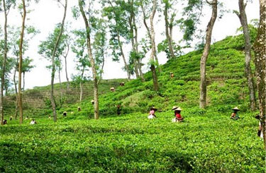 Rain Forest Adventure Tour Package Rain Forest Adventure Tour Package